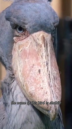 525K views · 7.8K reactions | The stupidest bird in the world #fblifestyle | Chris | Facebook