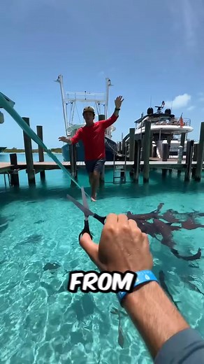 12K views · 203 reactions | His friend cut his rope and he fell to the sharks  #fblifestyle | History Facts | Facebook