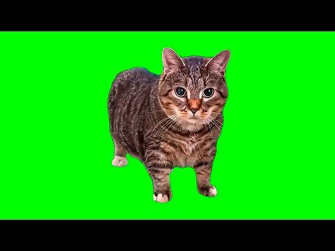 OIIAOIIA CAT but in REAL 4K