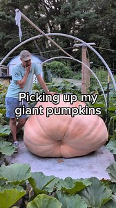 4.5K views · 30 reactions | I used to be able to lift my giant pumpkins  #pumpkin #halloween #gardening #plants #vegetables #giantpumpkin | northeastgiantpumpkin | Facebook