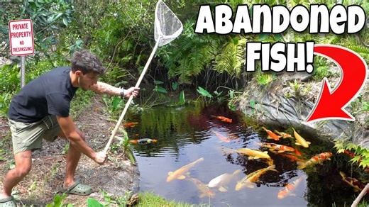 RESCUING KOI FISH From An ABANDONED POND For My POND!!