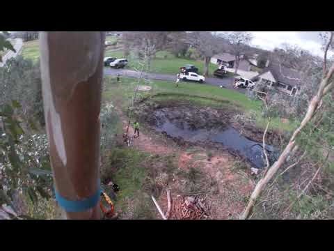 Nexus Tree Solutions - Tree Removal