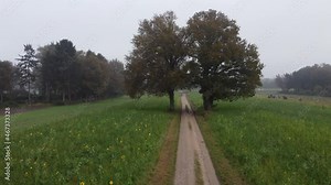 Symmetrical trees on a field in laren, the Netherlands. Aerial