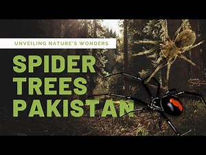 Spider Trees Pakistan: Unveiling Nature's Wonders