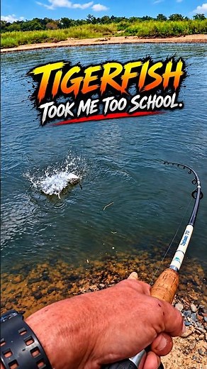 Big tigerfish and small took me too school tiger fish don't play games