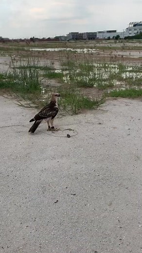 141K views · 318 reactions | Hawk eagle attacks rooster  #falconry #falcon #hawk #bird #raptor #wildlife #nature #conservation #education #training #hunting #sport #hobby #passion #love #respect #wildfalconry #birdofprey #freedom #soaring #freedomofflight #birdattack #birdattacks | Anime | Facebook
