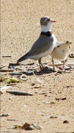 Bird Animal Beautiful Sound and Flying Moments | Sweet Singing Birds in Nature | Relaxing Animal