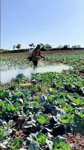 Farmer Spraying Pesticide on Vegetables with Backpack Sprayer
