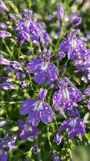 how to grow lobelia |GreenAgrix