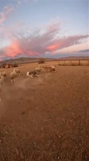 **Frenzied Battlefield: Predator vs. Guardian!**