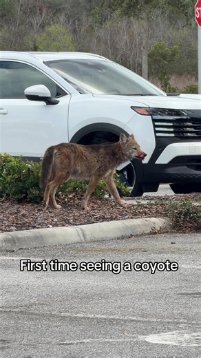 First Coyote Sighting in Orlando
