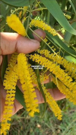 Acacia auriculiformis or Acacia ear #acacia #acacia #acaciawood #acaciaauriculiformis
