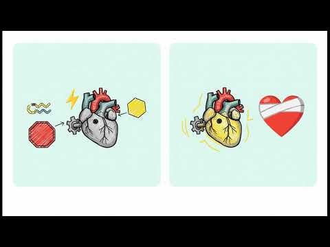 你有心臟肥大嗎？ 肥厚性心肌病變(Hypertrophic Cardiomyopathy)治療的新紀元：從疾病修飾到基因編輯