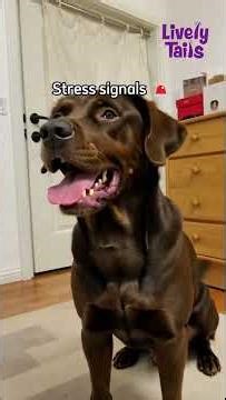 Understanding Your Labrador’s Behaviors 🐶 | What Your Dog is Really Saying