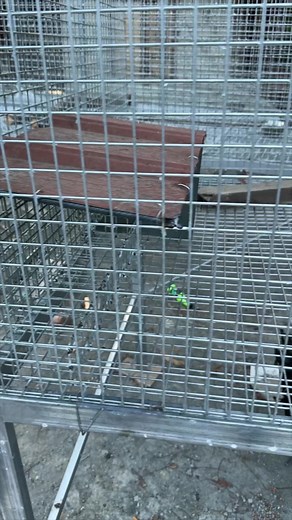 23K views · 197 reactions | check the final design of our Feeder n some upgrades of the big bird breeding cage | Myko's Aviary | Facebook