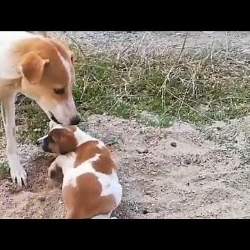 *No mother, hungry puppy beaten by another dog... What happened next !* #Dogs #puppies #animals