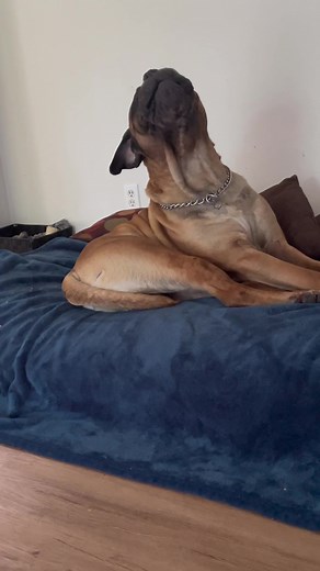 Bullmastiff Howling Compilation