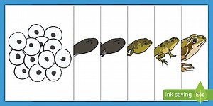Frog Life Cycle Cut-Outs