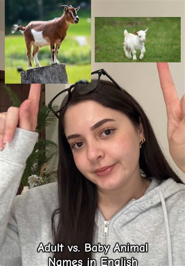 Learn Adult and Baby Animal Names in English