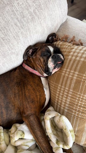 It’s been really hard getting going today for these two . I’m sure we all feel like this on the daily! #boxerdog #boxersoftiktok #sleepyboxer | Nate Schut | Facebook