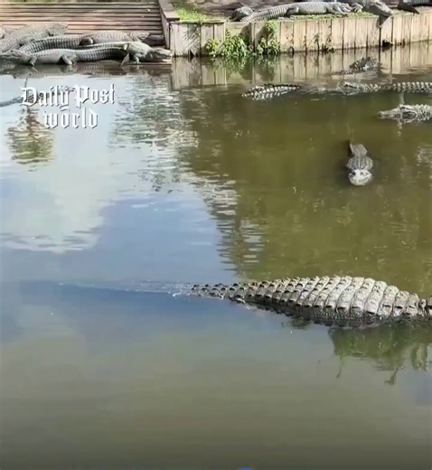 Shocking video from Florida shows a massive alligator devouring a smaller one in broad daylight. Experts say gator cannibalism is common, especially with limited food or territorial fights. Peak Florida behavior