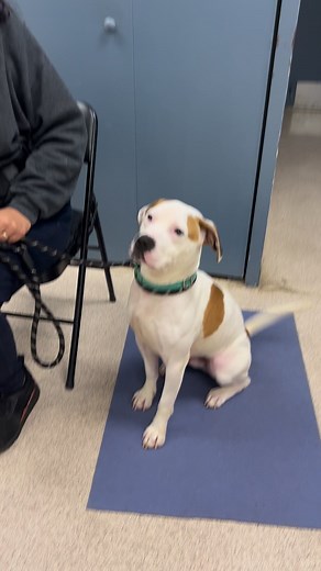 5K views · 16 reactions | Bergen County Animal Shelter and Adoption Center on Reels | Facebook