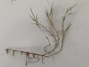 What kind of grass is this?