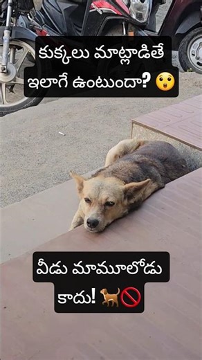 When Dogs Talk Back! 😂🐶 Gemini Voice Translation Prank | AI Talks | Gemini