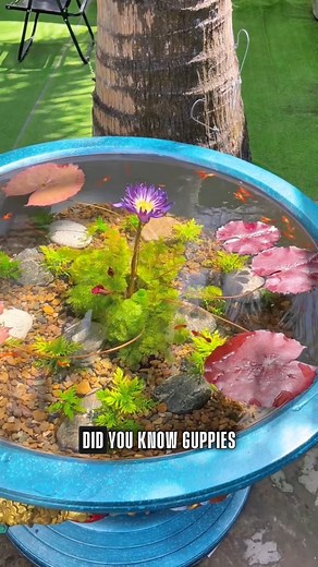 581K views · 9.2K reactions | Guppies and mollies from the top view ✨— their colors glow beautifully against lush aquatic plants. Nature’s art in motion!  #GuppyTub #MollyFish #PlantedPond #OutdoorSetup #FishLovers | GuppyKoi | Facebook