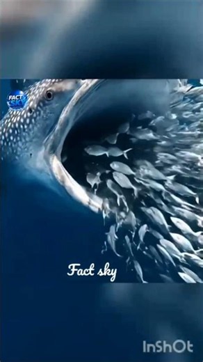 How Whale Sharks Eat Their Food 🐋 #fact #short #factsky