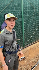 A gentle tug on the tail of this sedated leopard will ensure that he is fast asleep - heart racing stuff today! 🐆🤩 | Brooke.Carter