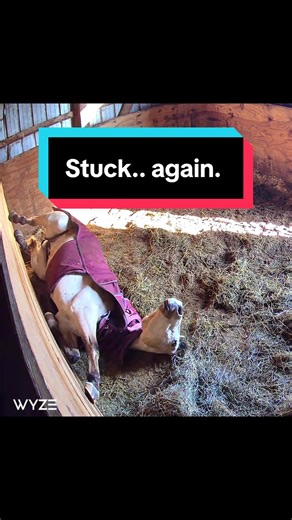 Taz hasn’t been cast in so long! 😩 It’s time to dust the board off again.. #Taz #barnfind #Taztalks #stuck #cast