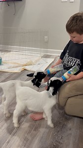 These baby goats were getting all excited and were jumping around the house at their feeding time. This was followed by a little boy feeding them with two milk bottles that they instantly took to. | Jukin Copyright Management