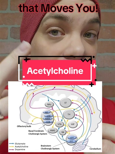 Not all brain chemicals are created equal. Acetylcholine is the lightning-fast messenger that controls both your muscles and your focus. It’s the unsung hero behind every movement and moment of clarity. Tobin, A. B. (2024). A golden age of muscarinic acetylcholine receptor modulation in neurological diseases. Nature Reviews Drug Discovery, 23(743–758). https://doi.org/10.1038/s41573-024-01007-1 Francis, P. T., Palmer, A. M., Snape, M., & Wilcock, G. K. (1999). The cholinergic hypothesis of Alzhe