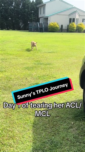 Sunny’s TPLO Journey: A Pitbull's Recovery Story