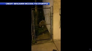 Caught on video: Man filming baby raccoons gets attacked in Philadelphia