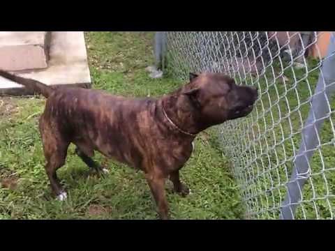 pitbull barking at puppie