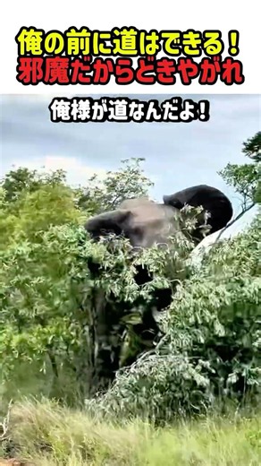 【衝撃】俺の前に道はできる！邪魔だからどきやがれ by アフリカゾウ！ #ゾウ #象 #野生動物 #最大 #最強 #衝撃映像 #ド迫力 #サバンナ #shorts