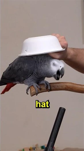 Parrot VS Numerous Bowls 🥣🍚🍜