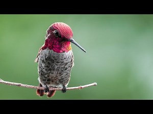 Live Hummingbird Feeder Cam