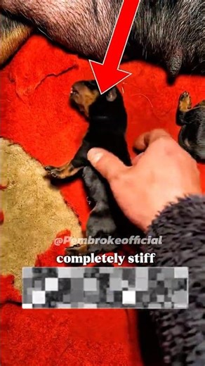 This Puppy Was Born Lifeless… What Happened Next Will Melt You