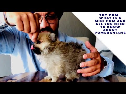 Toy Pom - What is a Mini pom and All you Need to Know about Pomeranians Care & Health Issues?