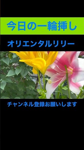 【今週は色んな百合】庭に咲いているオリエンタルリリーの紹介#shorts #ガーデニング #園芸