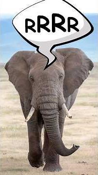 Watch the ELEPHANT trumpet in the African savanna | SOUND + VIDEO | Safari Animals