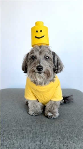 LEGO Minifigure • DIY Halloween Costume #dogshorts #halloween2026 #diyprojects 31 Days of Halloween
