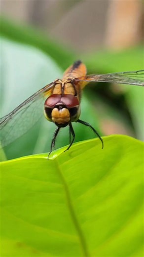 Dragonflies are not just beautiful — they’re also very useful for nature. 🌿 They help maintain ecological balance by eating mosquitoes and other harmful insects. Their presence also indicates good water quality, which is why they’re known as "indicators of environmental health." . . . . #dragonfly #naturefacts #wildlifeeducation #insectlovers #ecobalance #mosquitocontrol #freshwaterecosystem #naturelovers #biodiversity #savetheplanet | Dragonfly lovers