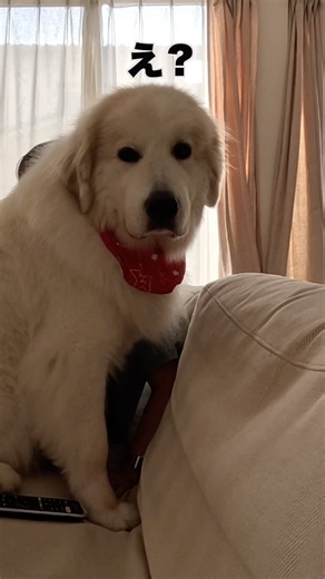【グレートピレニーズ】すっごいゆっくり振り向いてくれる超大型犬の可愛さがハンパじゃない。
