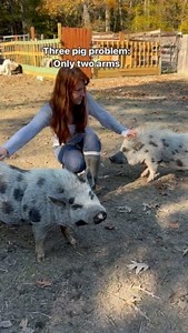 This is what’s known as the “Three Pig Problem.” It occurs when you have three pigs, but only two arms. | Life With Pigs