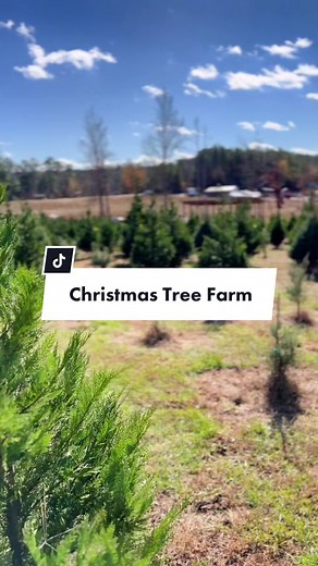 Discover Sleepy Hollow Farm: Atlanta's Christmas Gem