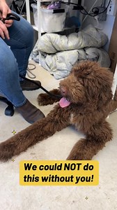 🤎CHEWY- NC🤎 POST-OP UPDATE 5/6/25: Our bionic dog, Chewy, is doing well! His surgery was a success! Thank you to all of his supporters! We still need more donations! The surgeon was able to save his leg using quite a bit of skill and hardware! See the new photos showing pre-op and post-op photos including x-rays! The next few weeks are critical for Chewy - he needs to have intensive physical therapy several times a day as well as laser therapy and eventually hydrotherapy. He will be getting al